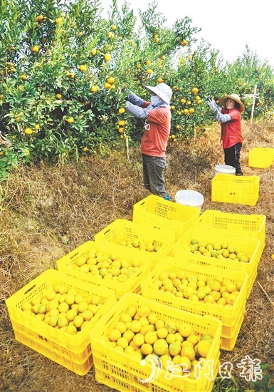 恩平壯大茶枝柑產(chǎn)業(yè)，帶動(dòng)農(nóng)戶增收致富。