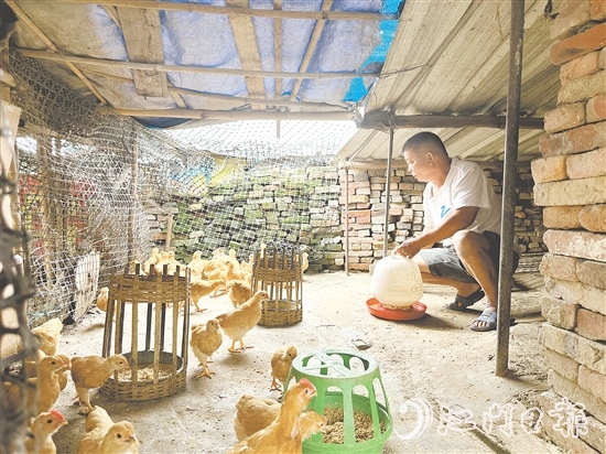 勞大叔掌握養(yǎng)雞技術(shù)后，家里的生活發(fā)生了變化。
