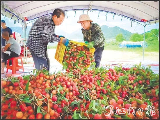 臺(tái)山市新時(shí)代文明實(shí)踐中心發(fā)揮“8+N”志愿服務(wù)總隊(duì)牽頭作用，聯(lián)合北陡鎮(zhèn)新時(shí)代文明實(shí)踐所加強(qiáng)與當(dāng)?shù)剞r(nóng)業(yè)部門的溝通對(duì)接，助力打響北陡荔枝品牌，成為新時(shí)代文明實(shí)踐的鮮活注腳。