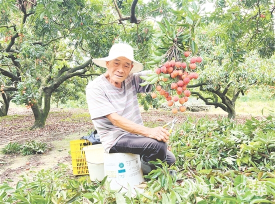 今年宅梧荔枝總產(chǎn)量預(yù)計250萬公斤，目前已陸續(xù)上市。
