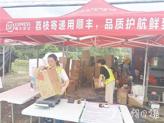 順豐、京東等快遞企業(yè)已進駐宅梧鎮(zhèn)荷村村，助力宅梧荔枝走上全國消費者的餐桌。