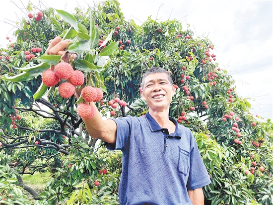 今年宅梧荔枝大豐收，總產(chǎn)量預(yù)計(jì)約250萬公斤。