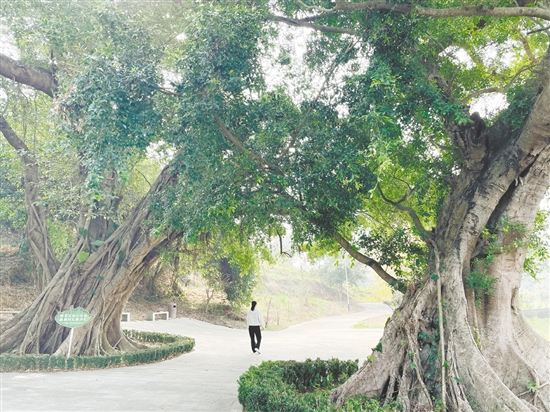 各級在藍(lán)田村投入約200萬元完成古樹公園建設(shè)、村道改造及村容村貌整治，提升古村風(fēng)貌。