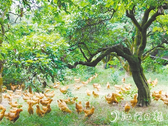 金雞鎮(zhèn)立足資源稟賦，加快推動農(nóng)業(yè)產(chǎn)業(yè)轉(zhuǎn)型升級，通過整合鎮(zhèn)域八大類22個(gè)特色農(nóng)產(chǎn)品，打造“金雞優(yōu)品”區(qū)域品牌。