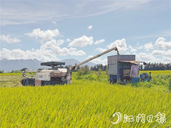 汶村鎮(zhèn)上萬畝稻田迎來豐收，大耕戶爭分奪秒搶收。