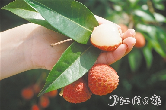 四九鎮(zhèn)荔枝林迎來豐收。