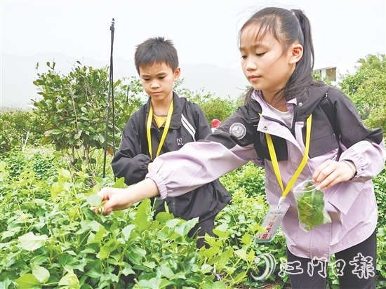 恩平簕菜富含黃酮類化合物、生物堿及多種微量元素。