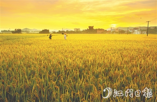 恩平大米富含硒元素，這一得天獨(dú)厚的自然稟賦是區(qū)別于其他產(chǎn)區(qū)大米的核心特質(zhì)之一。