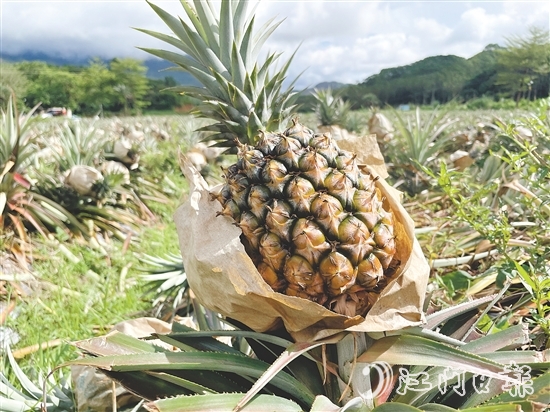 那吉鎮(zhèn)遠(yuǎn)離工業(yè)污染，山清水秀，雨水充沛，氣候溫暖，種出來的鳳梨品質(zhì)優(yōu)良。