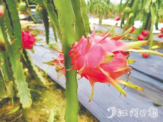 紅肉火龍果甜度高、營養(yǎng)價(jià)值豐富。