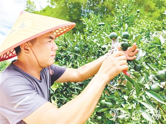 譚家武正在采摘小青柑。