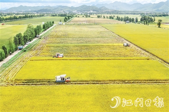 莘村村位于“廣東第一田”萬(wàn)畝高產(chǎn)示范片核心區(qū)，科技賦能的強(qiáng)勁浪潮以磅礴之勢(shì)重塑這片土地的面貌與內(nèi)核，煥發(fā)全新生機(jī)與活力。