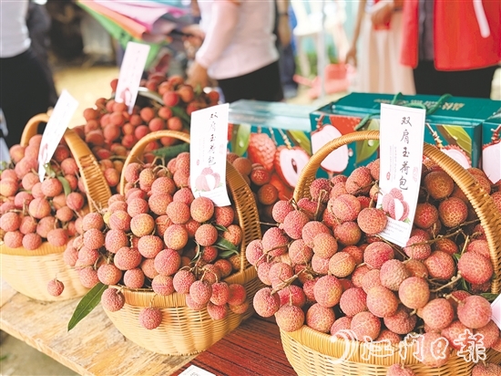 北陡鎮(zhèn)的雙肩玉荷包荔枝錯(cuò)峰上市。