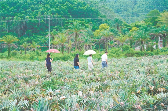游客到田里摘鳳梨。