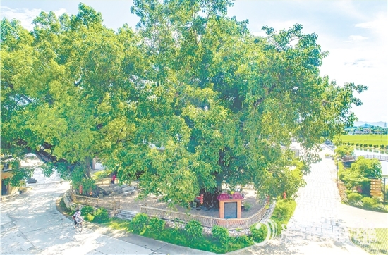 廣海鎮(zhèn)靖安村緊緊圍繞得天獨(dú)厚的“綠色瑰寶”，全力打造獨(dú)具“海絲”風(fēng)情的菩提古樹公園。