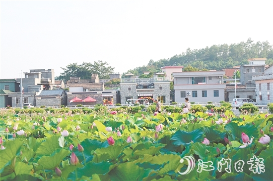 荷花嘉年華開幕以荷為紐帶，精心策劃多個(gè)特色環(huán)節(jié)，為游客帶來沉浸式體驗(yàn)。