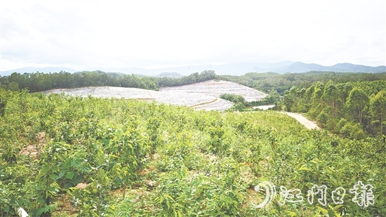 鶴城鎮(zhèn)坑尾村搶抓政策機遇，整合土地資源，成功引入廣東華南鶴香農(nóng)業(yè)發(fā)展有限公司投資約2億元，孵化沉香產(chǎn)業(yè)“一條鏈”。