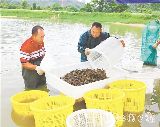 桃源蟠光村大力發(fā)展澳洲藍龍蝦養(yǎng)殖產(chǎn)業(yè)，村集體經(jīng)濟每年增收15萬元。