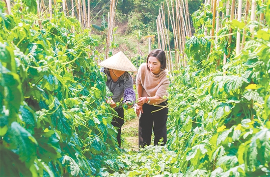 黃梅芳（右）深入田間，查看農(nóng)作物長勢。