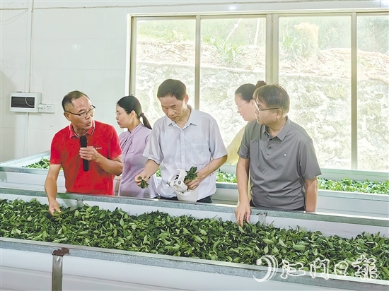 調研團隊深入企業(yè)實地考察，并為茶企提供科學指導和寶貴建議。