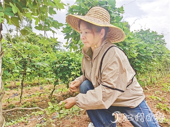 黃美茹在田間查看葛根生長(zhǎng)情況。