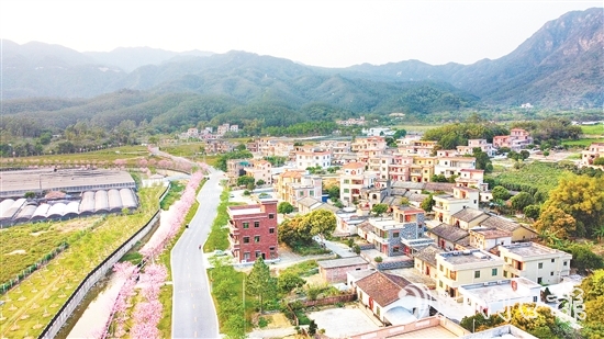 每到花期，鶴城鎮(zhèn)城西村的櫻花大道便會披上“粉裝”。