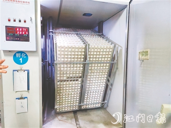 馬岡鵝苗孵化中心配備鵝苗孵化機(jī)40臺(tái)，年孵化總量達(dá)到400萬(wàn)只，年產(chǎn)值超過(guò)1.2億元。