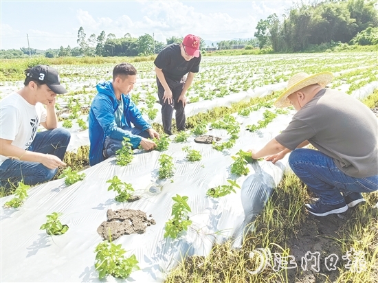 大廠村是馬岡鎮(zhèn)知名的涼粉制作大村，村里約有13公頃（200多畝）的涼粉草種植基地。