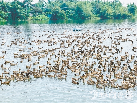 赤水鎮(zhèn)以麻鴨為起點(diǎn)，走特色鮮明的鄉(xiāng)村振興路。