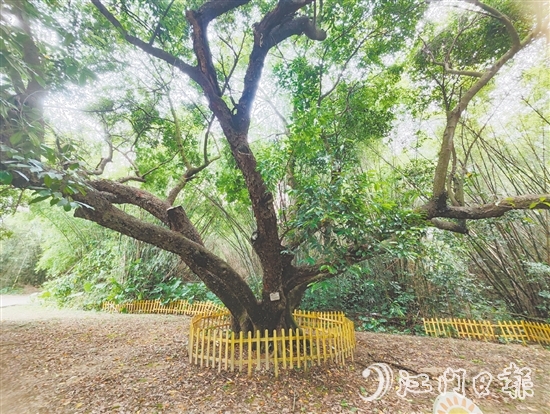 在人大監(jiān)督推動(dòng)下，開(kāi)平市368棵古樹(shù)全部登記在冊(cè)，掛上保護(hù)牌。