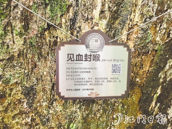 大沙鎮(zhèn)在人大代表推動(dòng)下，為見(jiàn)血封喉樹(shù)制訂專(zhuān)項(xiàng)保護(hù)方案，建立古樹(shù)“健康臺(tái)賬”。