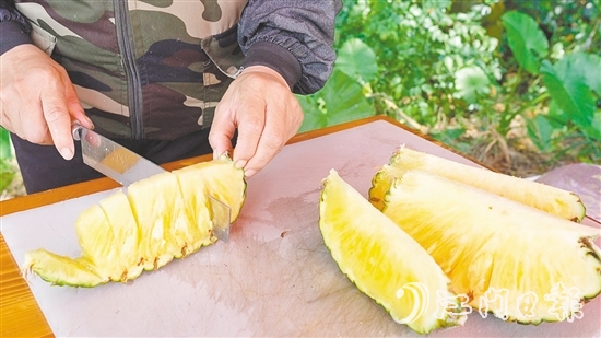 “黃金龍”鳳梨?zhèn)€頭大，果肉香甜爽脆、汁水豐富，實測糖度為14度。