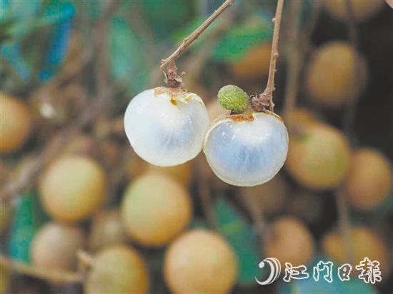 云鄉(xiāng)儲良龍眼有著果大肉厚、清甜爽脆的特點。