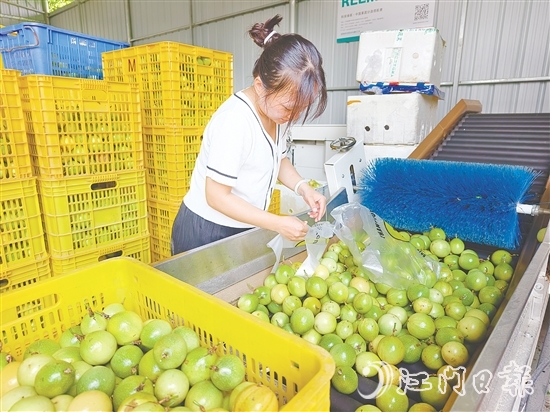 黃劍梅正在挑選百香果。
