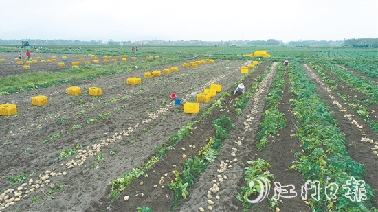 恩平是廣東省內(nèi)一流的馬鈴薯生產(chǎn)基地，“土豆米”項(xiàng)目的落地，將顯著提升恩平馬鈴薯的附加值，完善產(chǎn)業(yè)鏈條，推動產(chǎn)業(yè)升級。