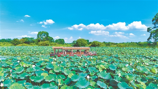 在江門古勞水鄉(xiāng)旅游區(qū)，乘船賞荷是暑假熱門項目之一。