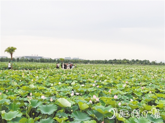每到盛夏，梅江農(nóng)業(yè)生態(tài)園荷花準時綻放，吸引游人打卡。
