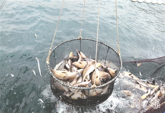 今年年初，“臺山1號”喜迎豐收季，首批鮸魚鮮美上市。
