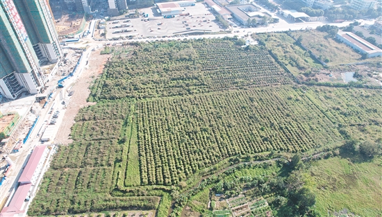 開平33號地成交溢價率為37.4%。